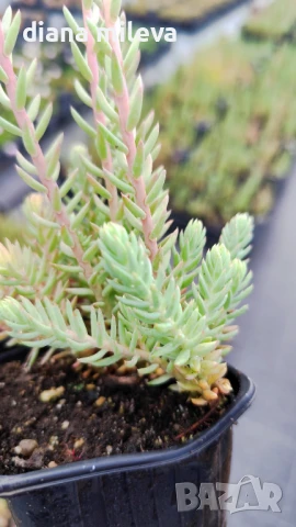Седум „Син Смърч“, Sedum „Blue Spruce“, снимка 18 - Градински цветя и растения - 50843696