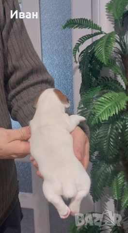 Джак Ръсел териер, снимка 5 - Джак ръсел териер - 53191197