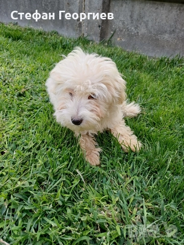 малтипу, снимка 2 - Пудели - 52822854