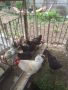 Свободни петли, снимка 1 - Кокошки и пуйки - 45383961