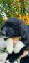 Българско овчарско куче(каракачанско), снимка 1 - Каракачанска овчарка - 45852591
