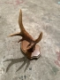 Продавам рог от сръндак, снимка 2