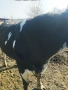 Продавам бик  4 евро/кг, снимка 1