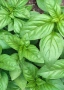 Латинка, тагетис, невен и босилек , снимка 2