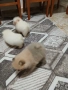 Mini Pomeran, снимка 2