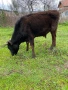 продавам две телета , снимка 2