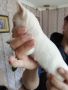 Продавам мъжко кученце Чихуахуа на един месец, снимка 2