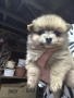 шпиц померан , снимка 1