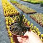 Черен Офиопогон, Ophiopogon black, студоустойчив!!, снимка 8