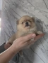 Продавам померани , снимка 9