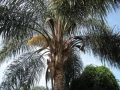 Кокосова Палма, снимка 2
