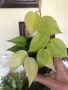 Philodendron hederaceum Lemon Lime , снимка 2