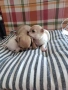 мини чихуахуа, снимка 10