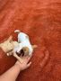 Доза щастие за любителите на малките породи кучета, снимка 1 - Пинчер - 45835529
