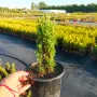 Кипарис Тотем (Cupressus Sempervirens Тotem), снимка 4