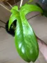 Philodendron Florida Beauty , снимка 4