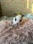 Мини чихупинчер , снимка 2