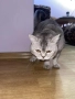 Британски късокосмест котарак търси своята дама, снимка 6