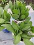 Продавам цветя Гайлардия – разсад в кофички за пролетно засаждане, различни цветове, снимка 3