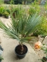 Брахея Армата,Мексиканска Синя Палма, снимка 2