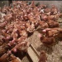 Червени кокошки носачки , снимка 2 - Кокошки и пуйки - 45118746