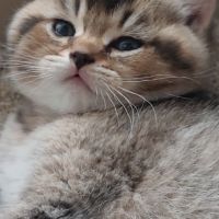 Шотландски правоухи и клепоухи котета, снимка 2 - Британска късокосместа - 45497812