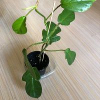 Philodendron Squamiferum , снимка 3 - Стайни растения - 46205960