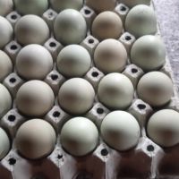 Продавам яйца Родайланд, Ексел и Брама БСО, снимка 2 - други­ - 45903351