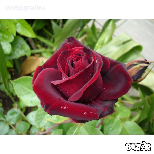 Rosal Perla Negra Роза перла нигра, снимка 1
