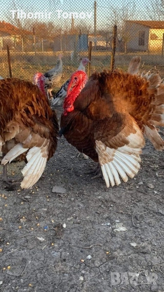 Продавам домашно гледани пуйки пуяци петли кокошки , снимка 1