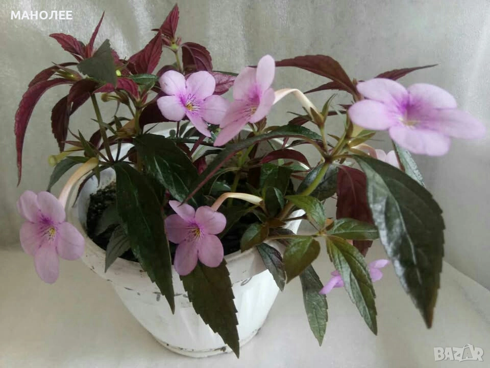 Ахименес, снимка 1