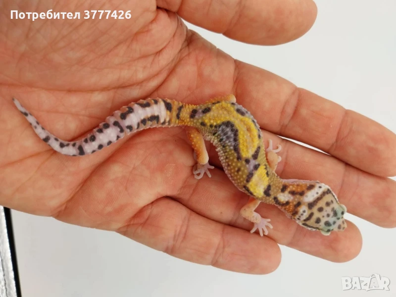 Леопардови Гекони, снимка 1