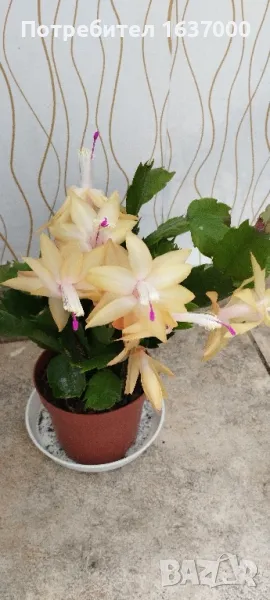 Коледниче, снимка 1