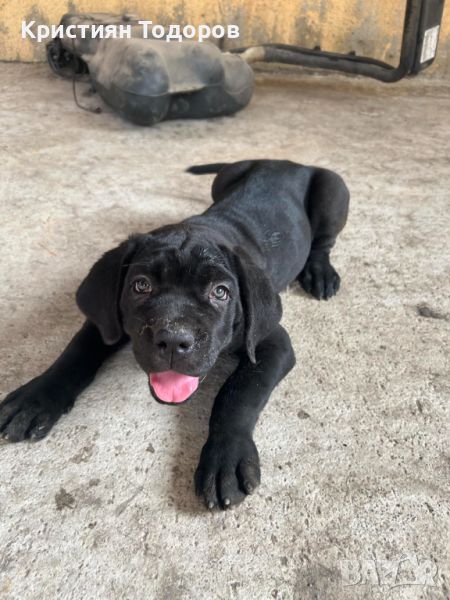 Cane Corso Кане Корсо, снимка 1