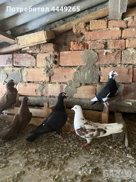 Гълъби-соколови, снимка 1