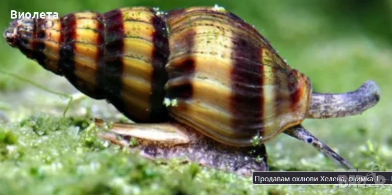 Продавам охлюви Хелена, снимка 1