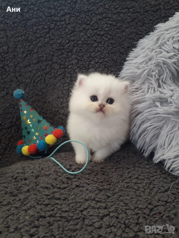 Котенца Гледани със Истинска Обич, снимка 1