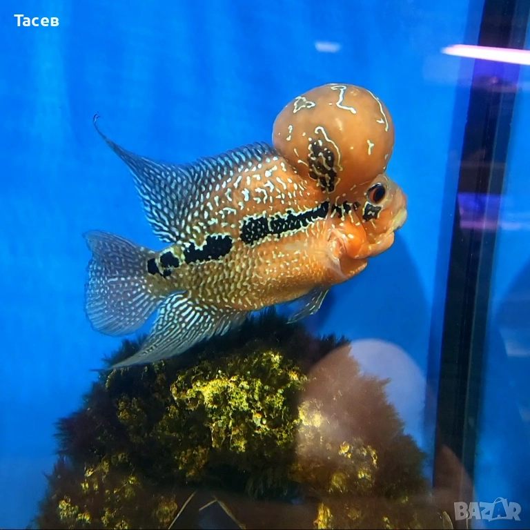 Флауърхорн 10см, снимка 1