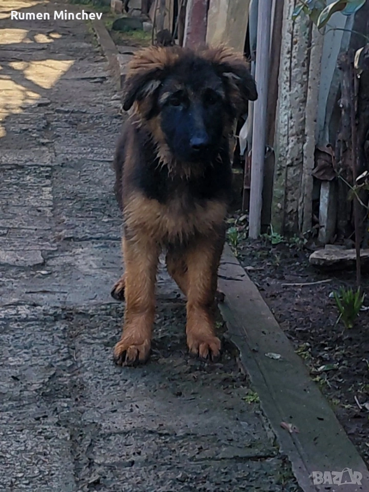 Немски Овчарки, снимка 1