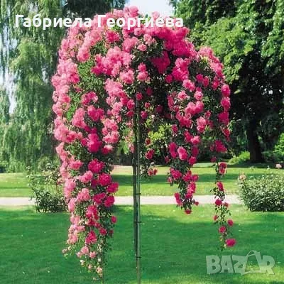 Щамбови рози , снимка 1