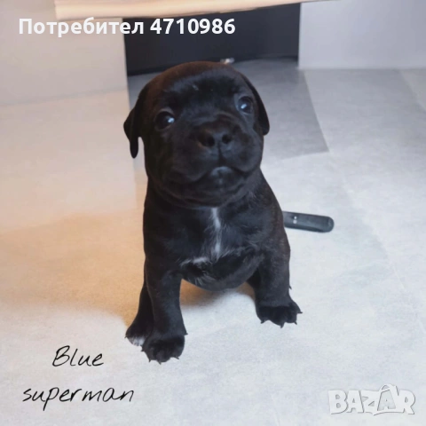 стафордширски бултериер, снимка 6 - Ветеринари и услуги - 53125218