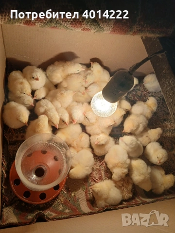 Яйца от Бял плимутрок. 