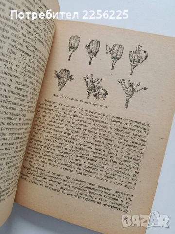 Практическо лозарство и винарство, снимка 3 - Специализирана литература - 53922704
