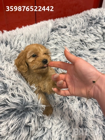 Кока-пу , снимка 6 - Кокер шпаньол - 53603946