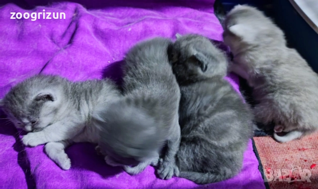 Шотландски котета момчета и момичета, снимка 3 - Други - 52263187