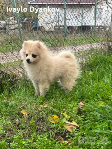 Померанче за всеки, снимка 5 - Померан - 52395525