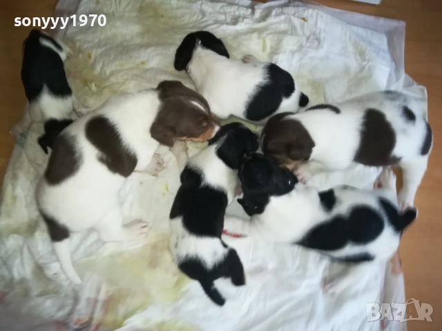 ДЖАК РЪСЕЛ-250ЛВ ЗА БРОЙ 0409252000, снимка 7 - Джак ръсел териер - 51608760