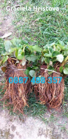 Продавам разсад ягоди , снимка 2 - Разсади - 53645148