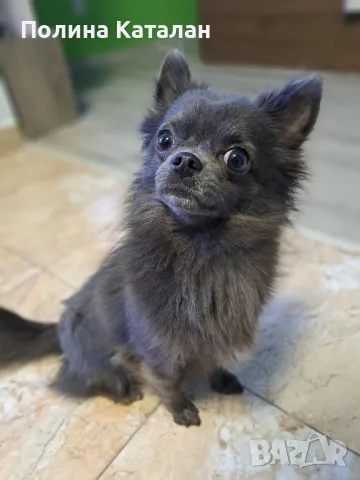 Дългокосместо чихуахуа, снимка 3 - Търси партньор - 49699316