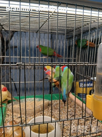 продавам гулдови папагалови и други амадини, снимка 8 - Амадини - 53966909